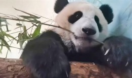 大熊猫吃竹子视频,竹海中的悠闲时光